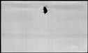 00979930.jpg