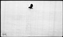 00619696.jpg